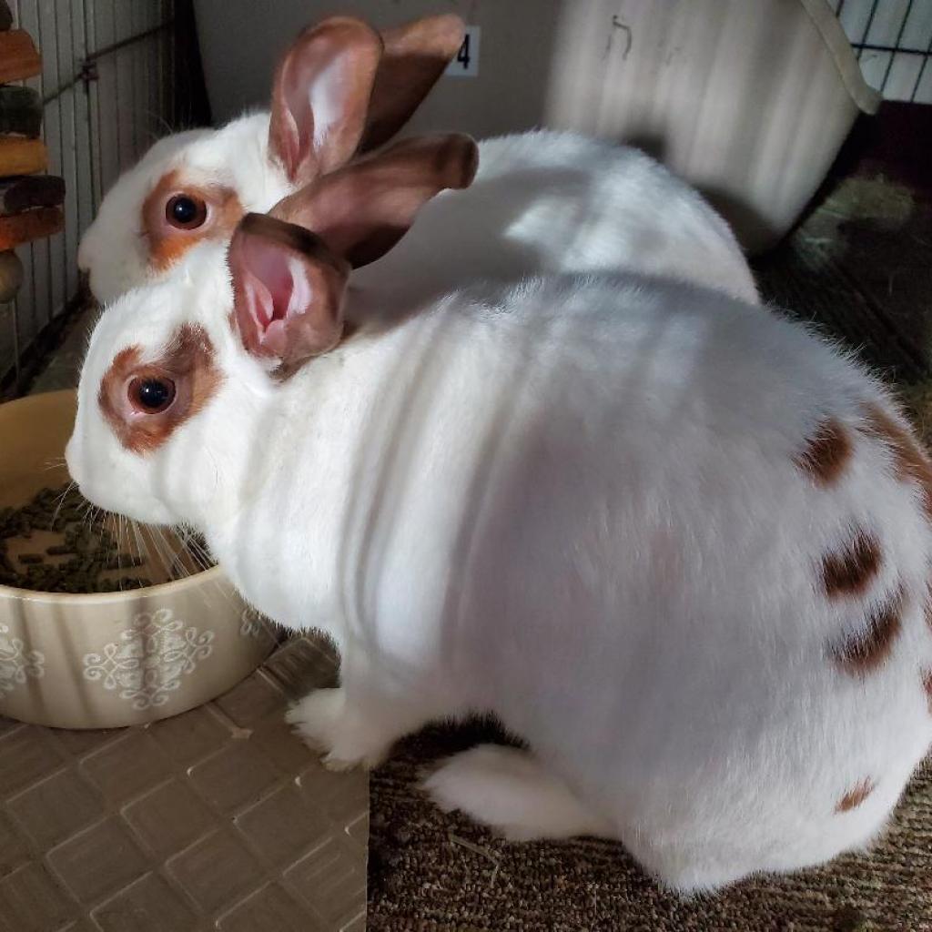 Tinker (bonded to Belle), a Adoptable English Spot in Murrieta, CA image 2/4