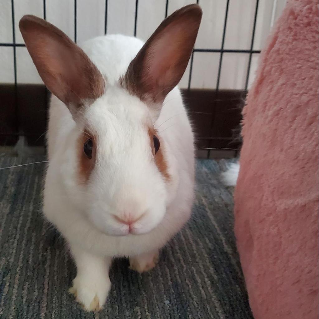 Tinker (bonded to Belle), a Adoptable English Spot in Murrieta, CA image 3/4