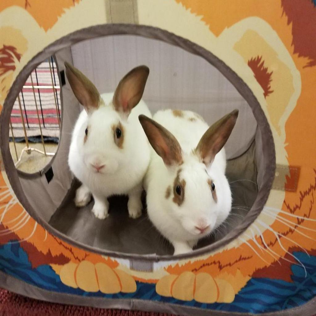 Tinker (bonded to Belle), a Adoptable English Spot in Murrieta, CA image 4/4