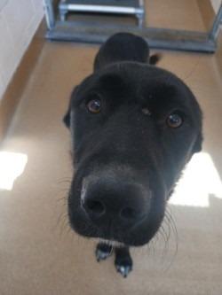 Hamburglar, Adoptable, Young Male Labrador Retriever.