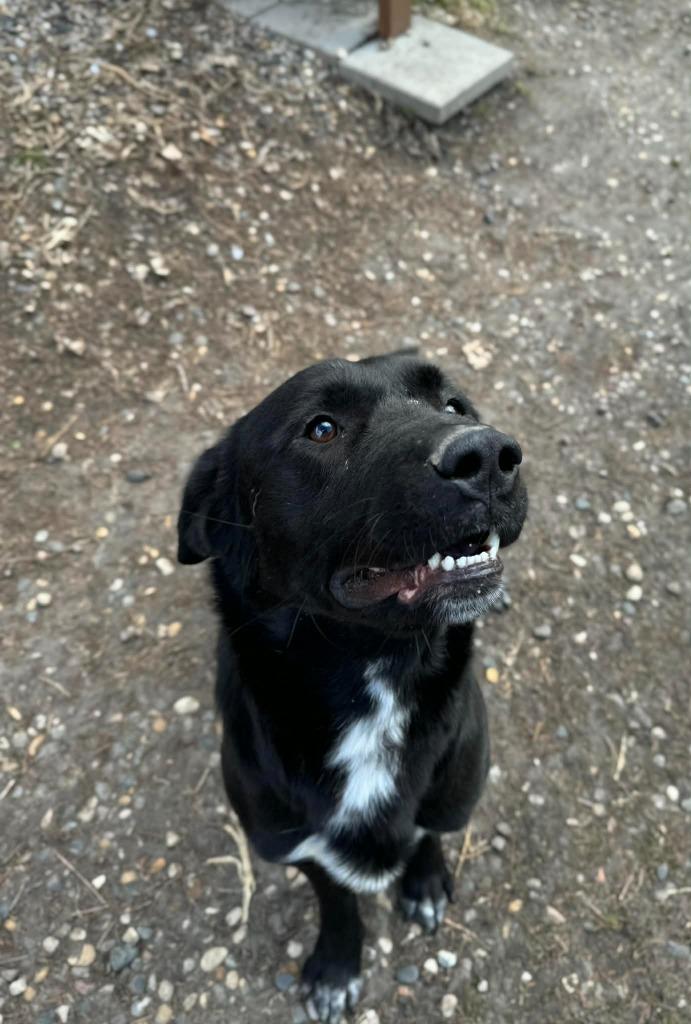 Enlarge Hamburglar, a Adoptable Labrador Retriever in Grand Forks, ND image 2/4