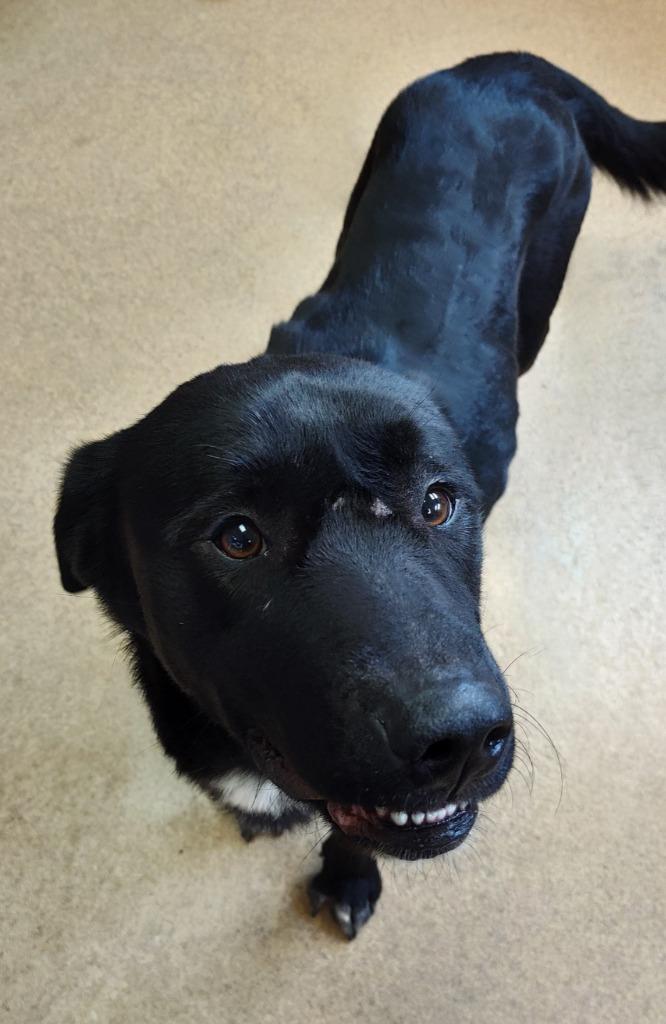 Enlarge Hamburglar, a Adoptable Labrador Retriever in Grand Forks, ND image 3/4