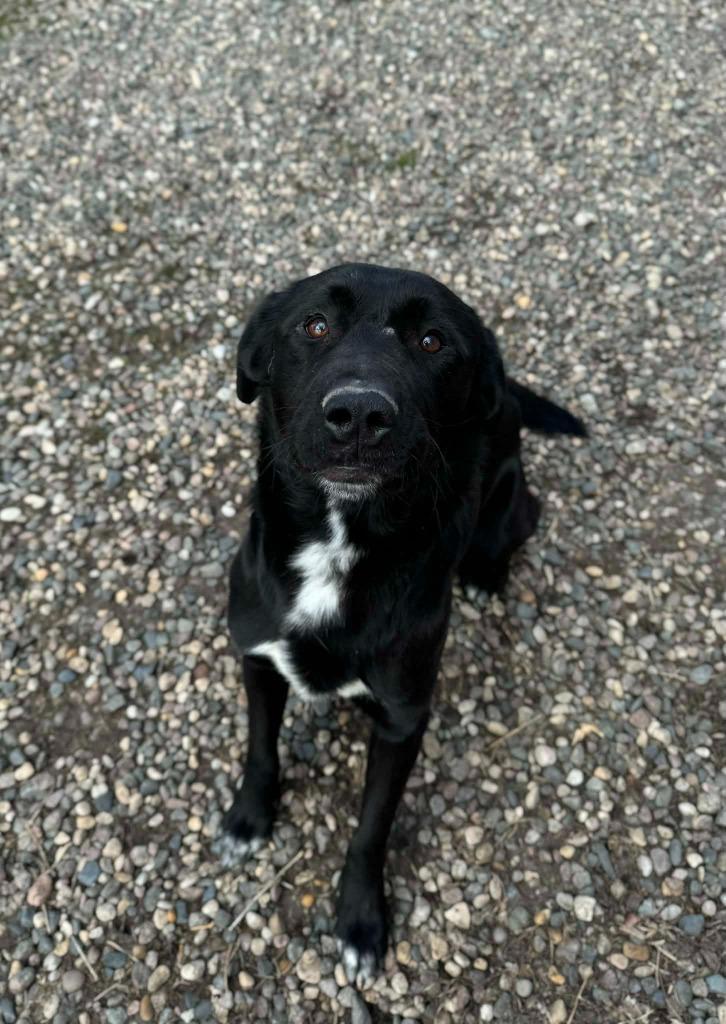 Enlarge Hamburglar, a Adoptable Labrador Retriever in Grand Forks, ND image 4/4