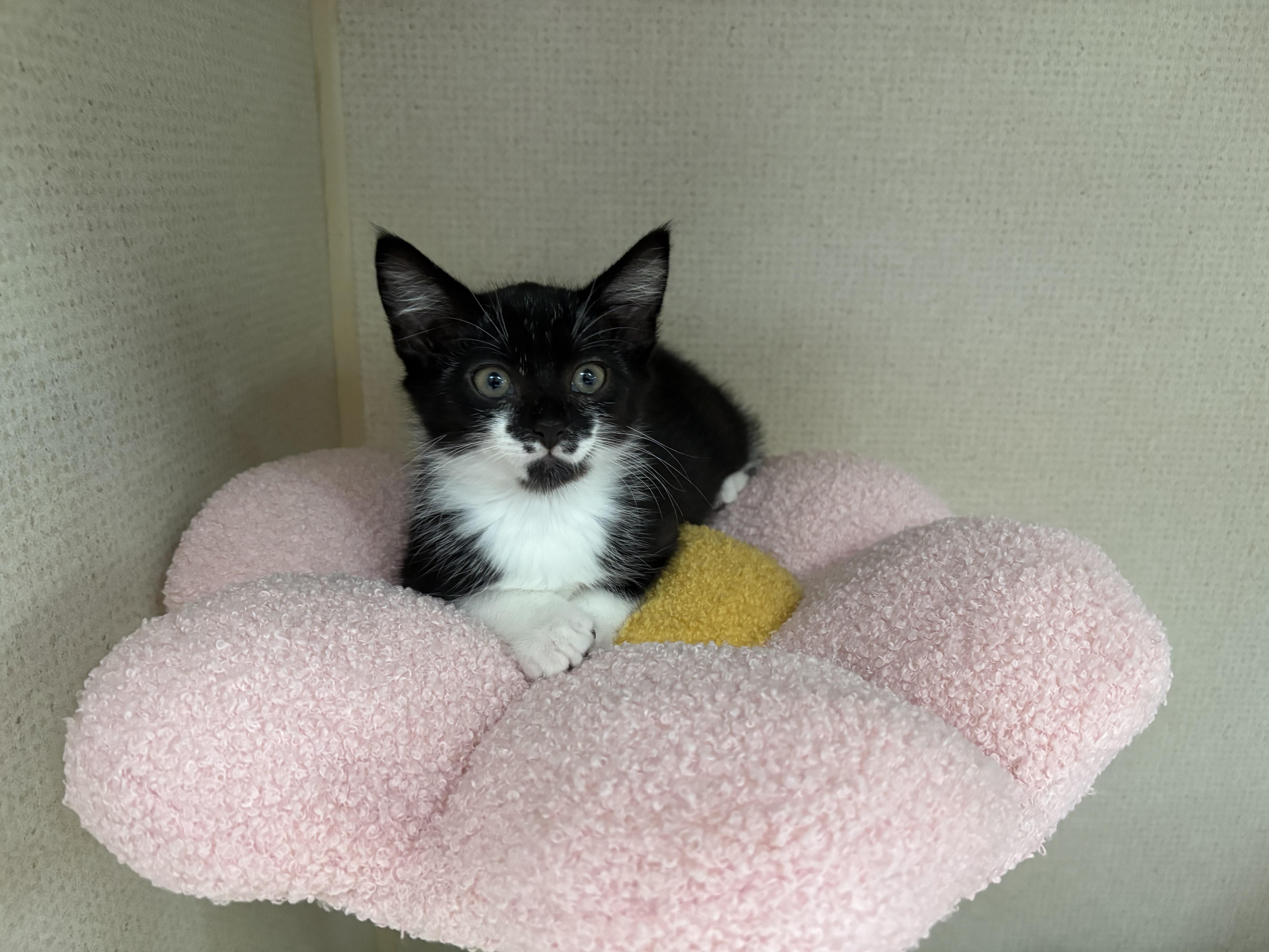 ARTEMIS photo 2