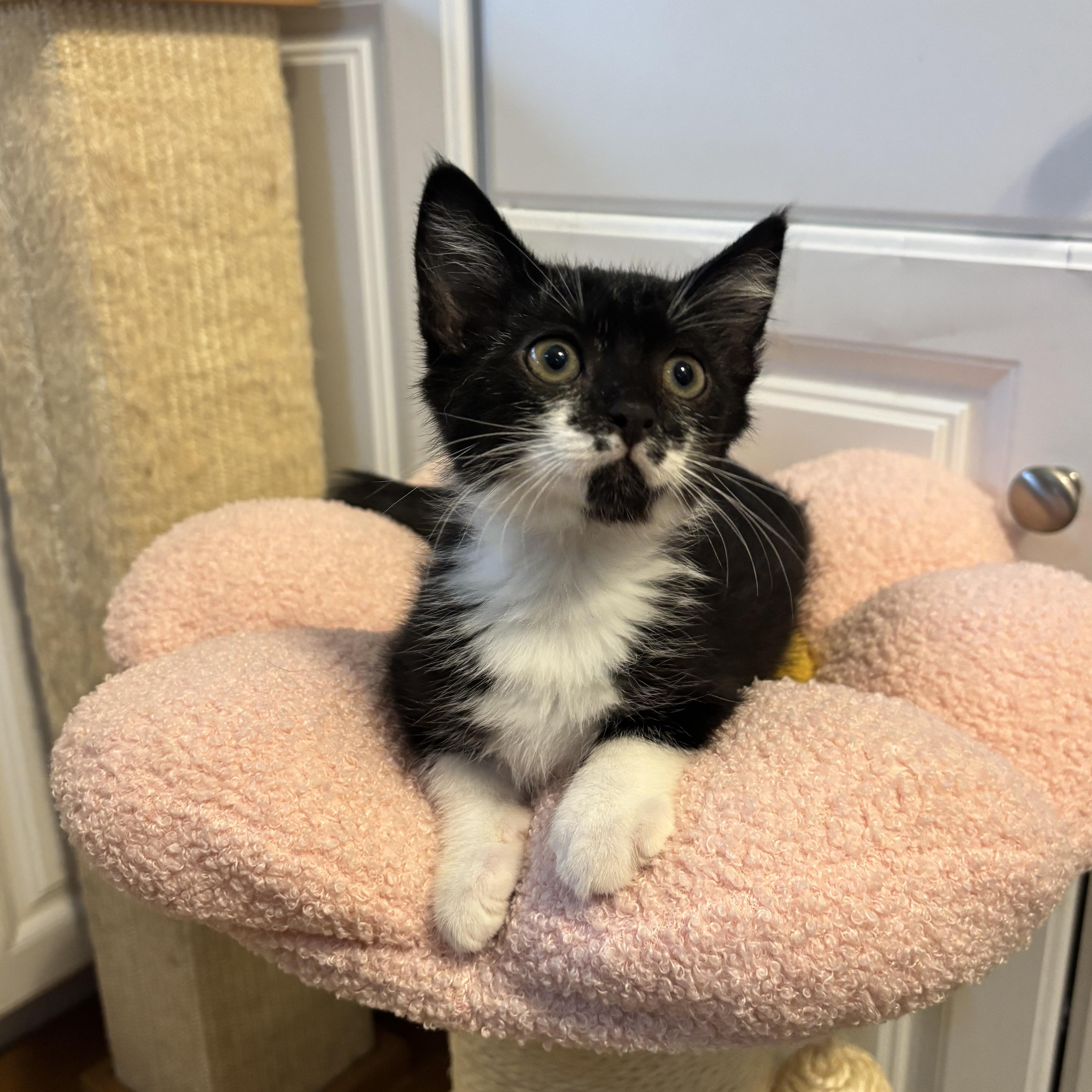 ARTEMIS, Baby Female unknown