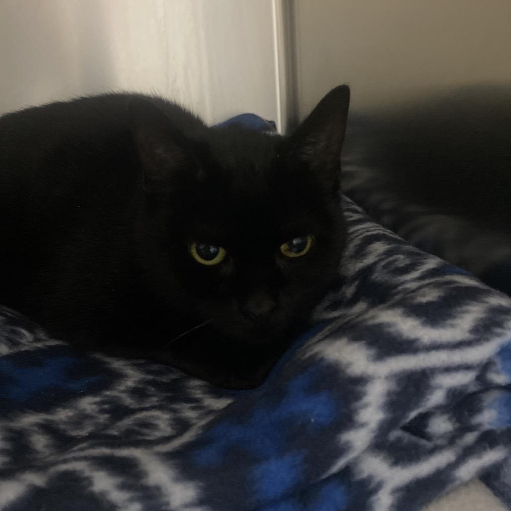 Enlarge Hallow, a Adoptable Domestic Short Hair in Canastota, NY image 1/4
