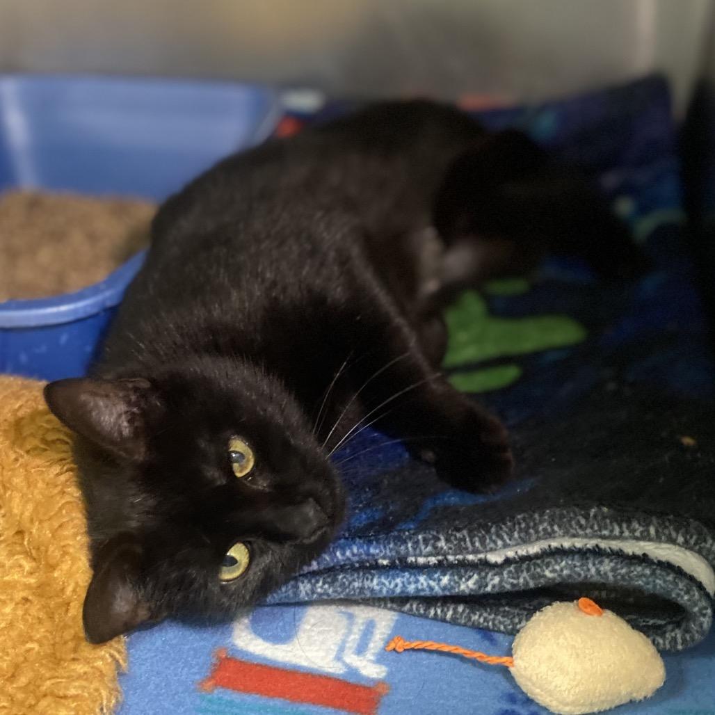 Enlarge Hallow, a Adoptable Domestic Short Hair in Canastota, NY image 2/4