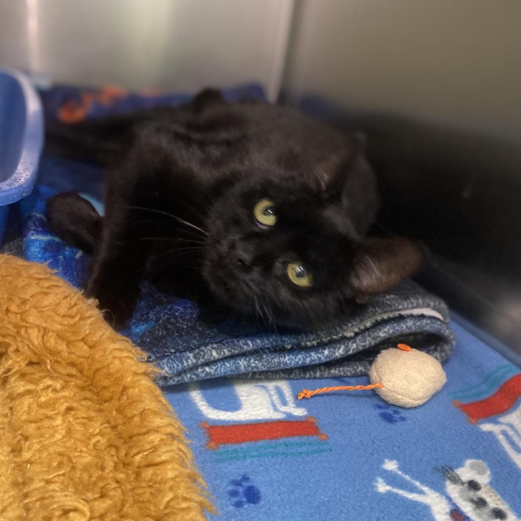 Enlarge Hallow, a Adoptable Domestic Short Hair in Canastota, NY image 3/4