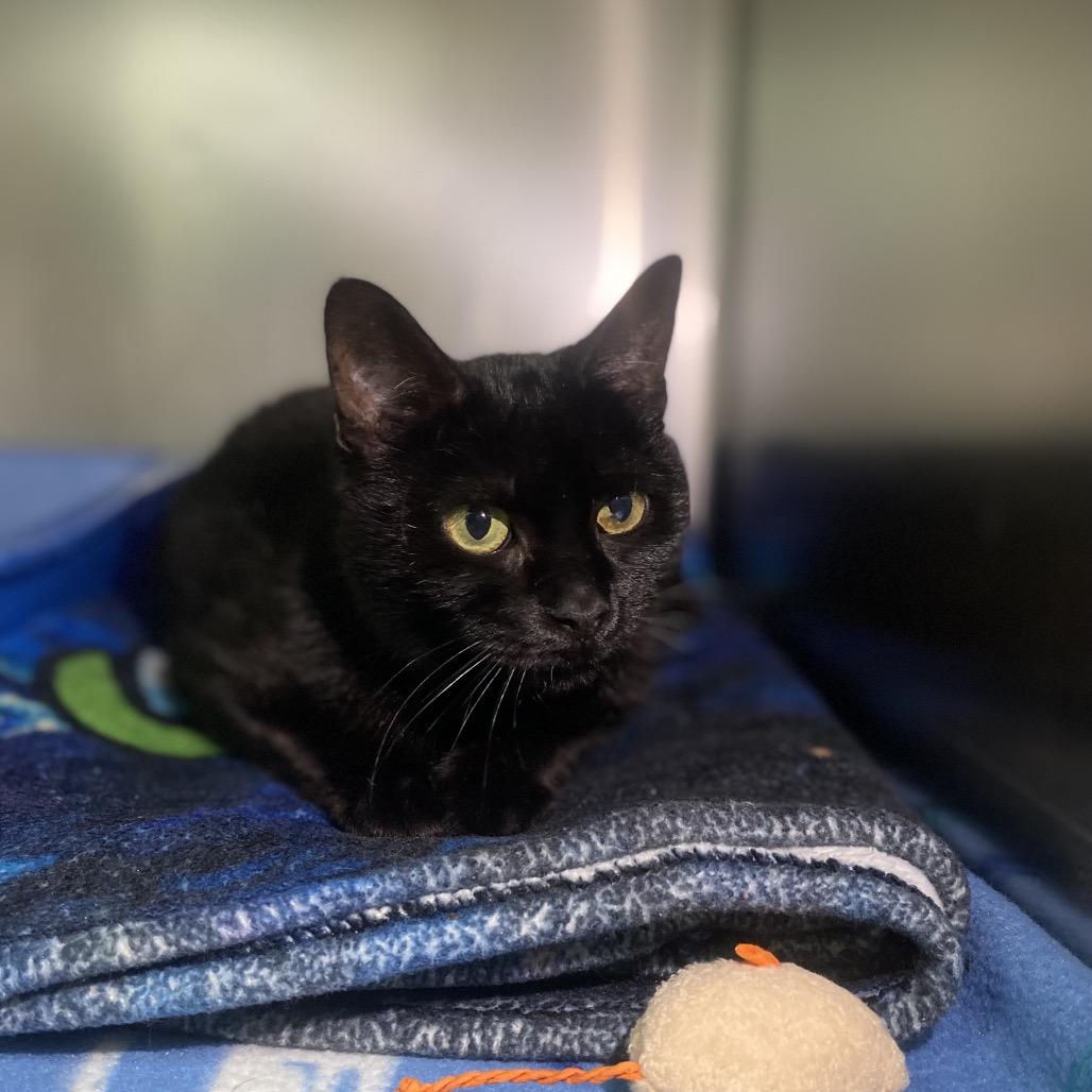 Enlarge Hallow, a Adoptable Domestic Short Hair in Canastota, NY image 4/4