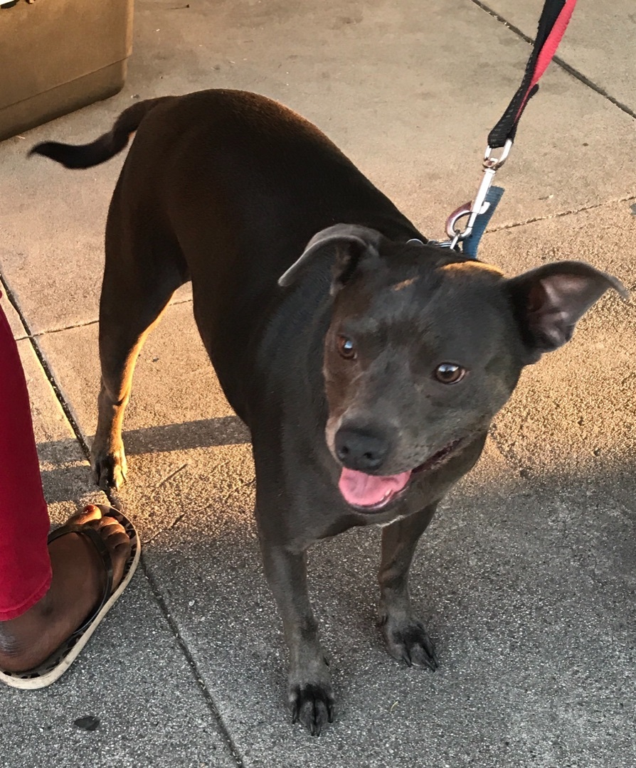Enlarge Little Grey, a Adoptable Pit Bull Terrier in Pittsburg, CA image 1/3