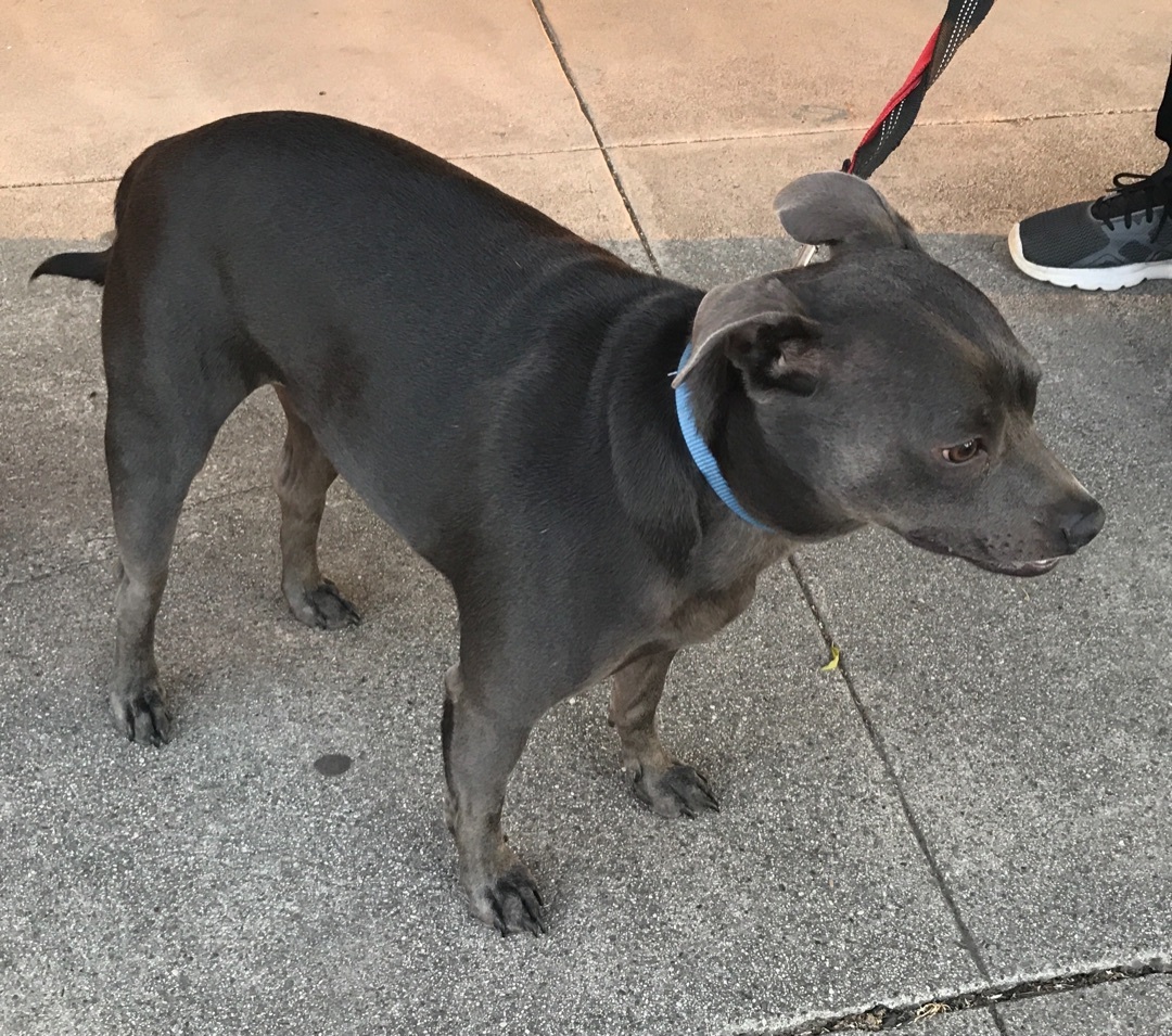 Enlarge Little Grey, a Adoptable Pit Bull Terrier in Pittsburg, CA image 2/3