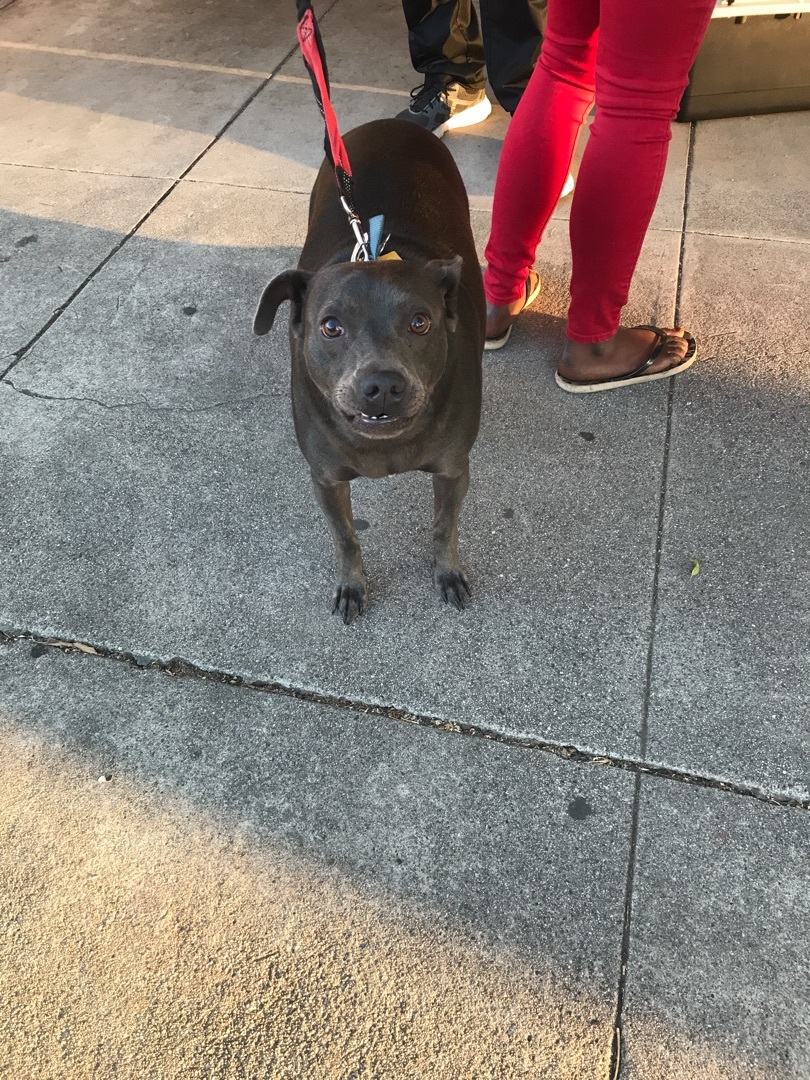 Enlarge Little Grey, a Adoptable Pit Bull Terrier in Pittsburg, CA image 3/3