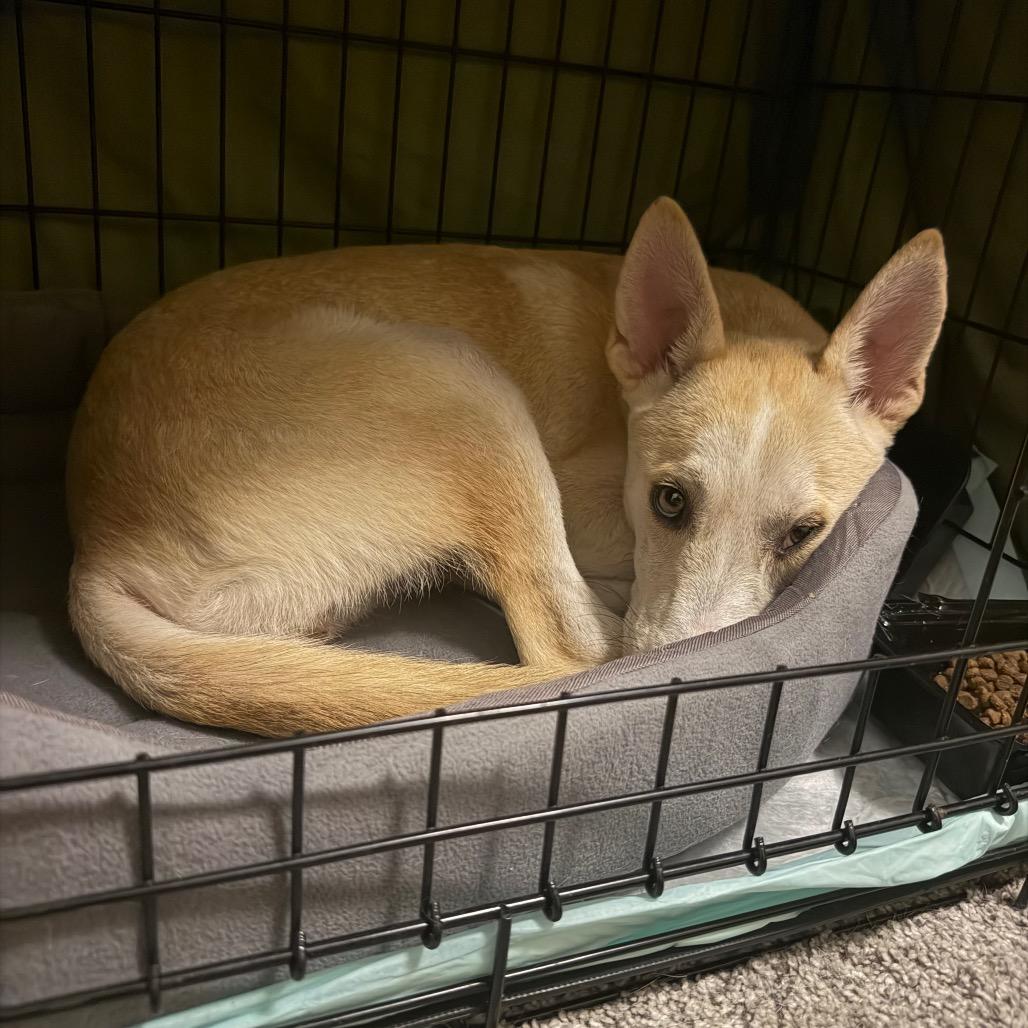 Skye, Adoptable, Young Female Husky & Mixed Breed.