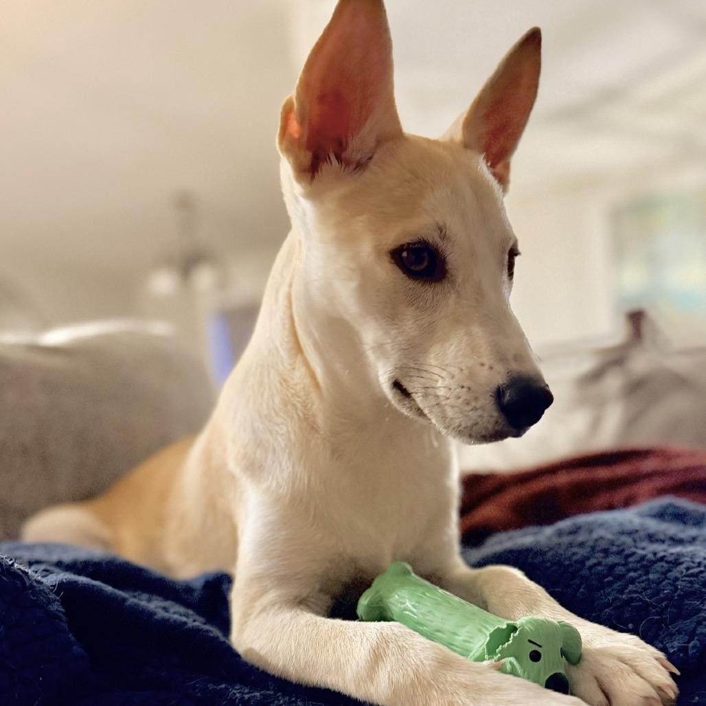 Enlarge Skye, a Adoptable mixed breed in Peculiar, MO image 2/6