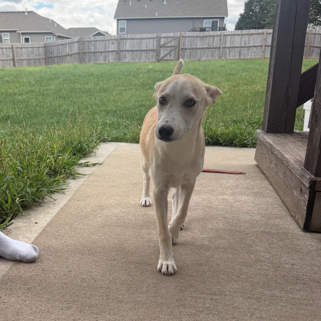 Enlarge Skye, a Adoptable mixed breed in Peculiar, MO image 3/6