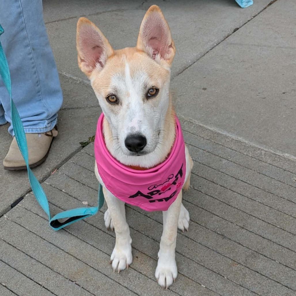 Enlarge Skye, a Adoptable mixed breed in Peculiar, MO image 4/6