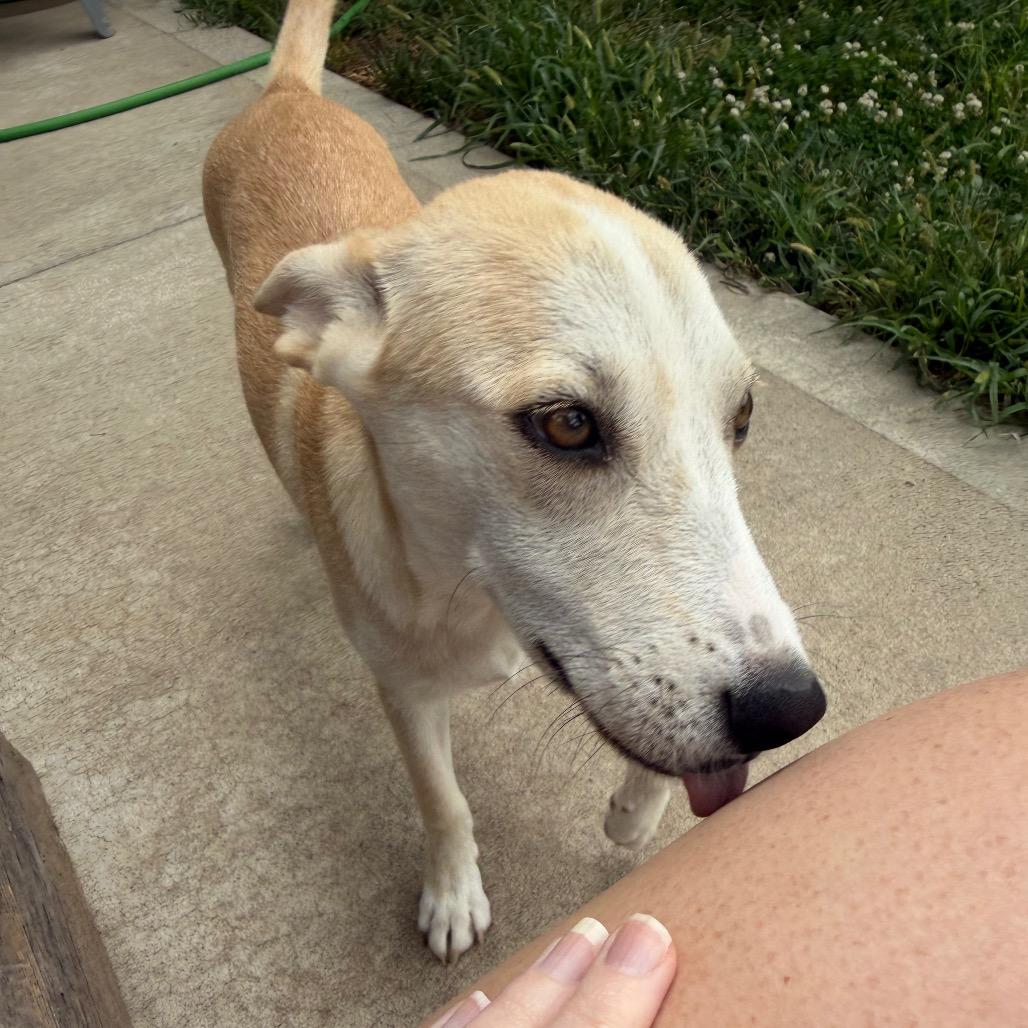 Enlarge Skye, a Adoptable mixed breed in Peculiar, MO image 4/6