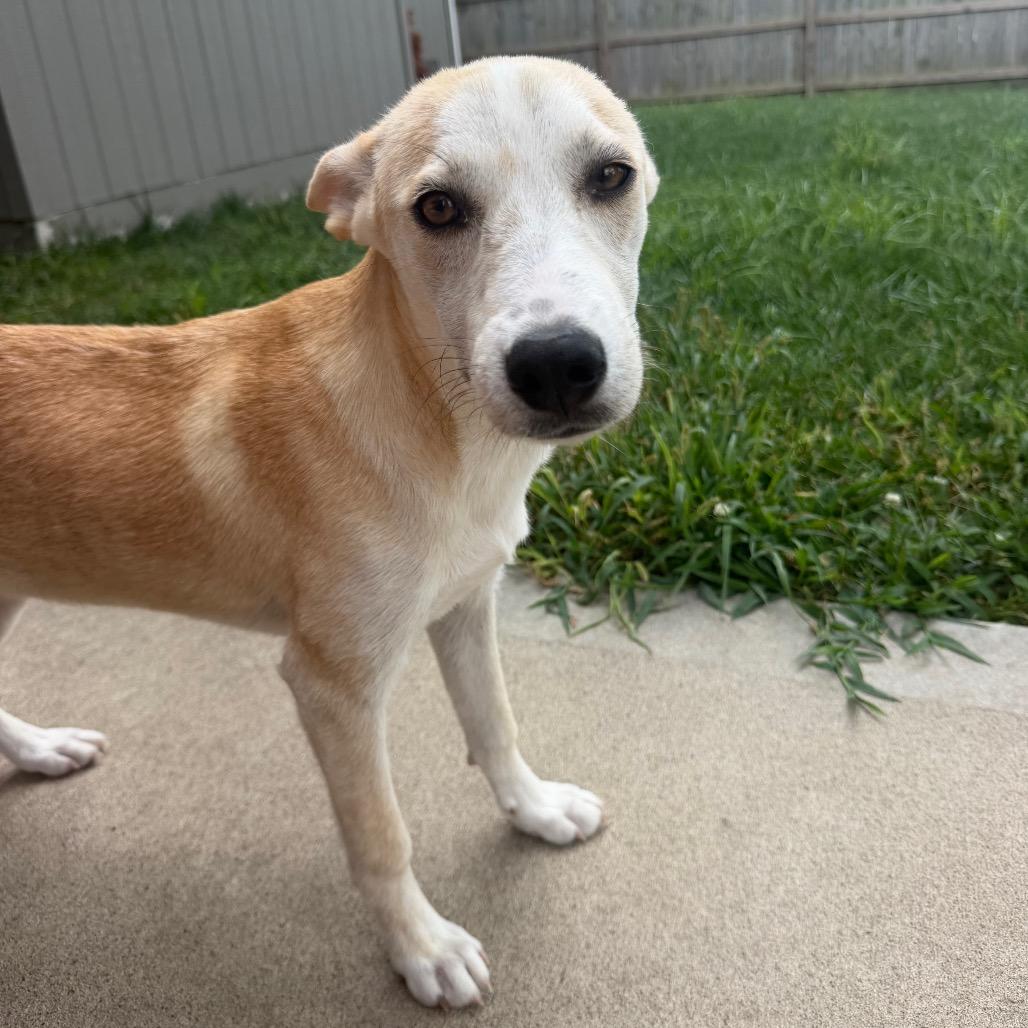 Enlarge Skye, a Adoptable mixed breed in Peculiar, MO image 5/6
