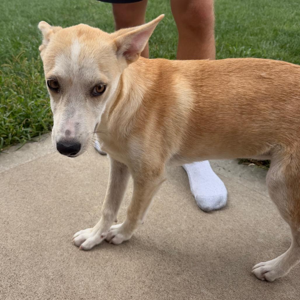 Enlarge Skye, a Adoptable mixed breed in Peculiar, MO image 6/6