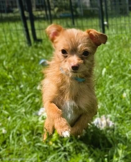 Enlarge MAGNUM, an adopted mixed breed in Belmont, NY image 1/1