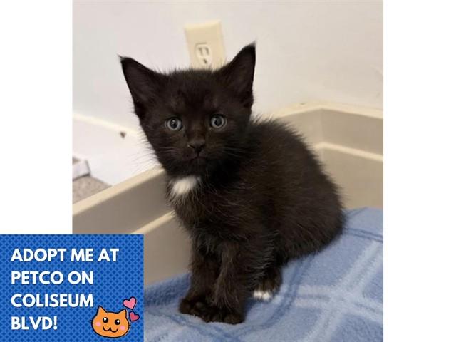 BARRACUDA, Adoptable, Kitten Male Domestic Short Hair.