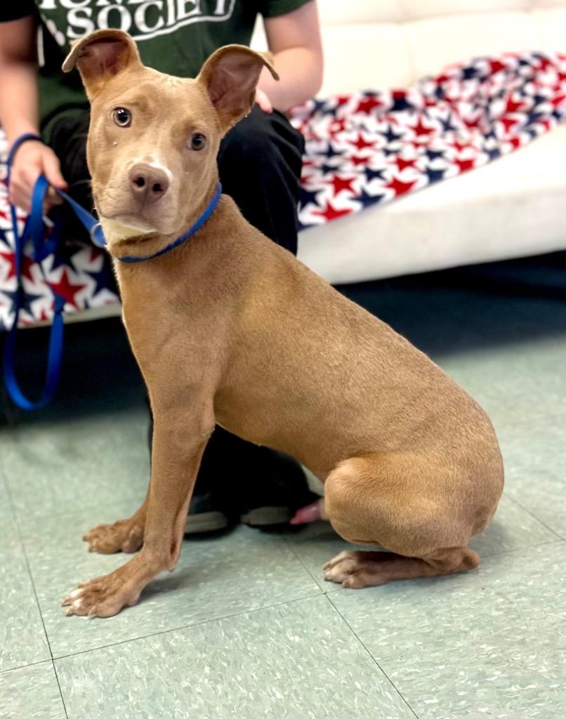 Enlarge Bucko, a Adoptable mixed breed in Albany, GA image 2/3