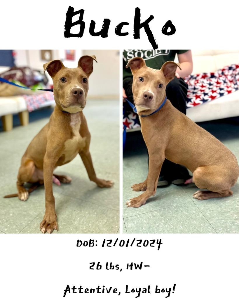 Enlarge Bucko, a Adoptable mixed breed in Albany, GA image 2/3
