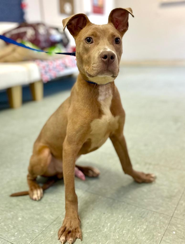 Enlarge Bucko, a Adoptable mixed breed in Albany, GA image 2/3