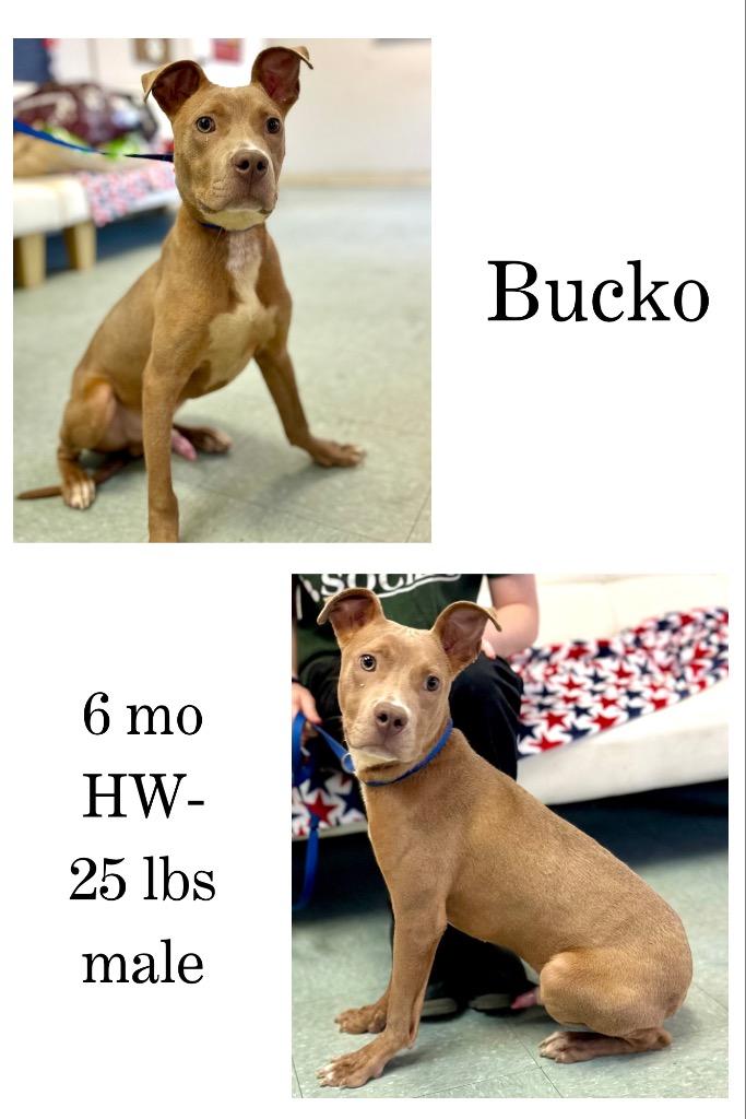 Enlarge Bucko, a Adoptable mixed breed in Albany, GA image 3/3