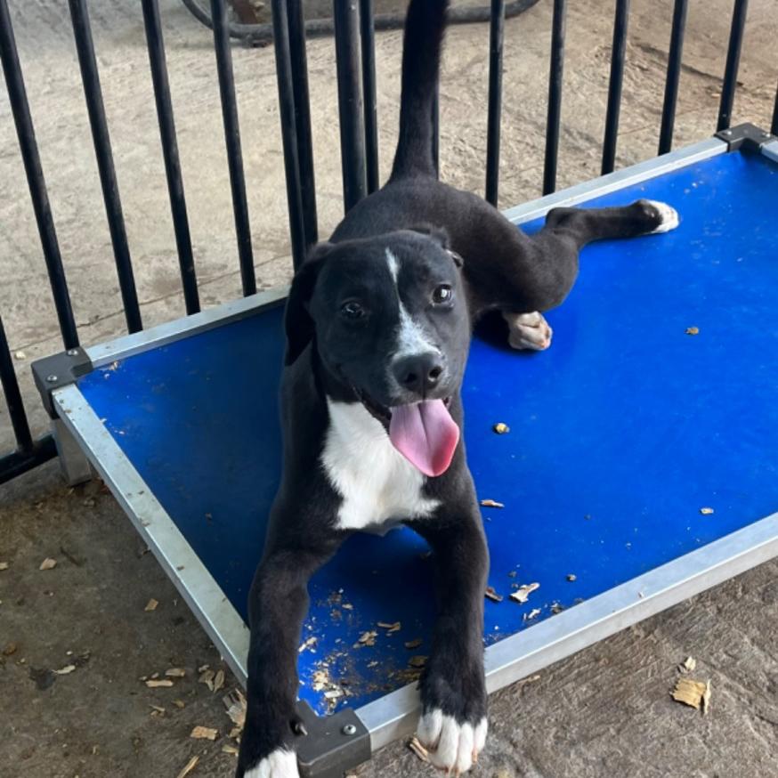 Enlarge Jude Paw, a Adoptable Mixed Breed in Eufaula, AL image 1/1