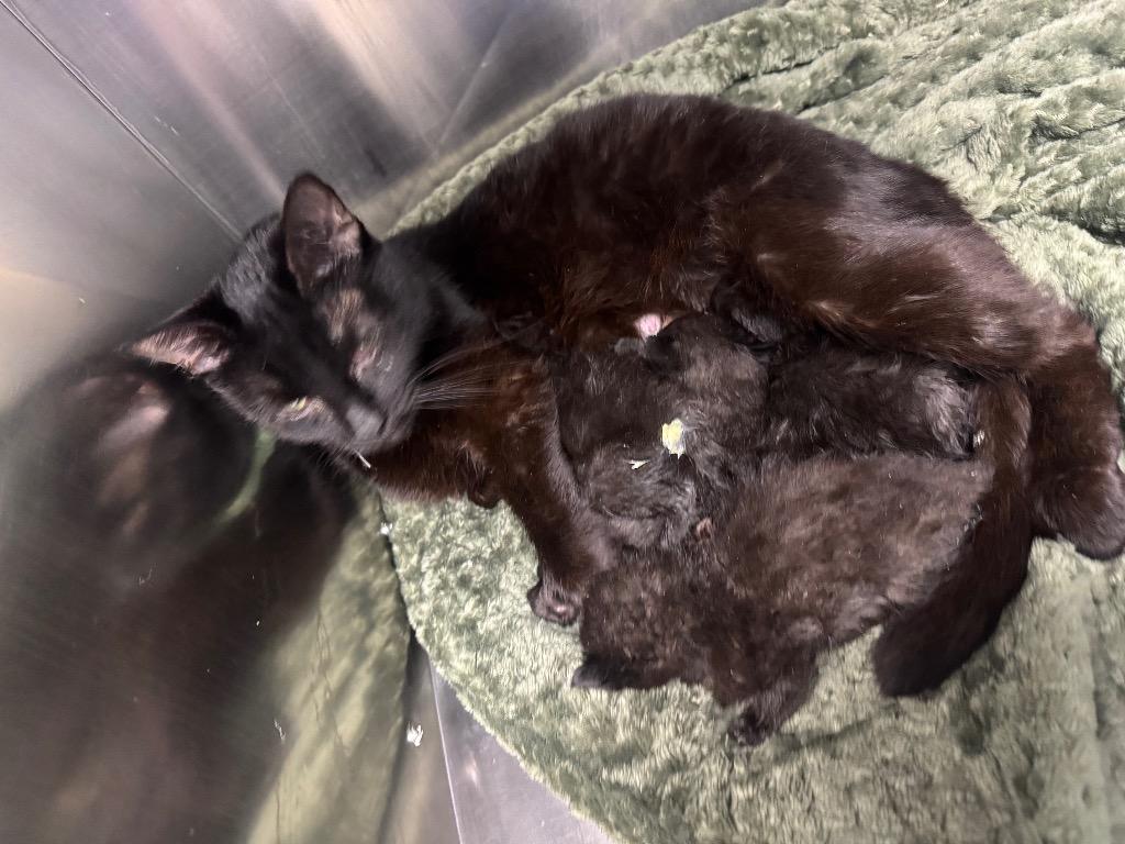 Mini Punk-Adoptable, Adoptable, Adult Female Domestic Short Hair.