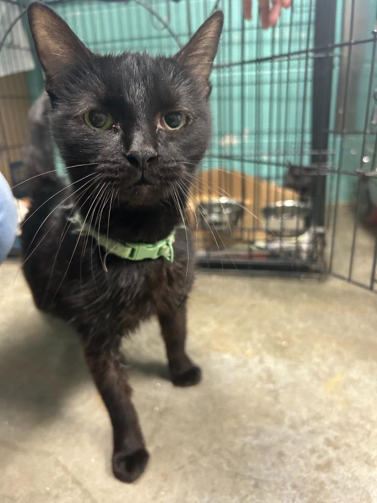 Mini Punk-Adoptable, a Adoptable mixed breed in Chickamauga , GA image 2/2