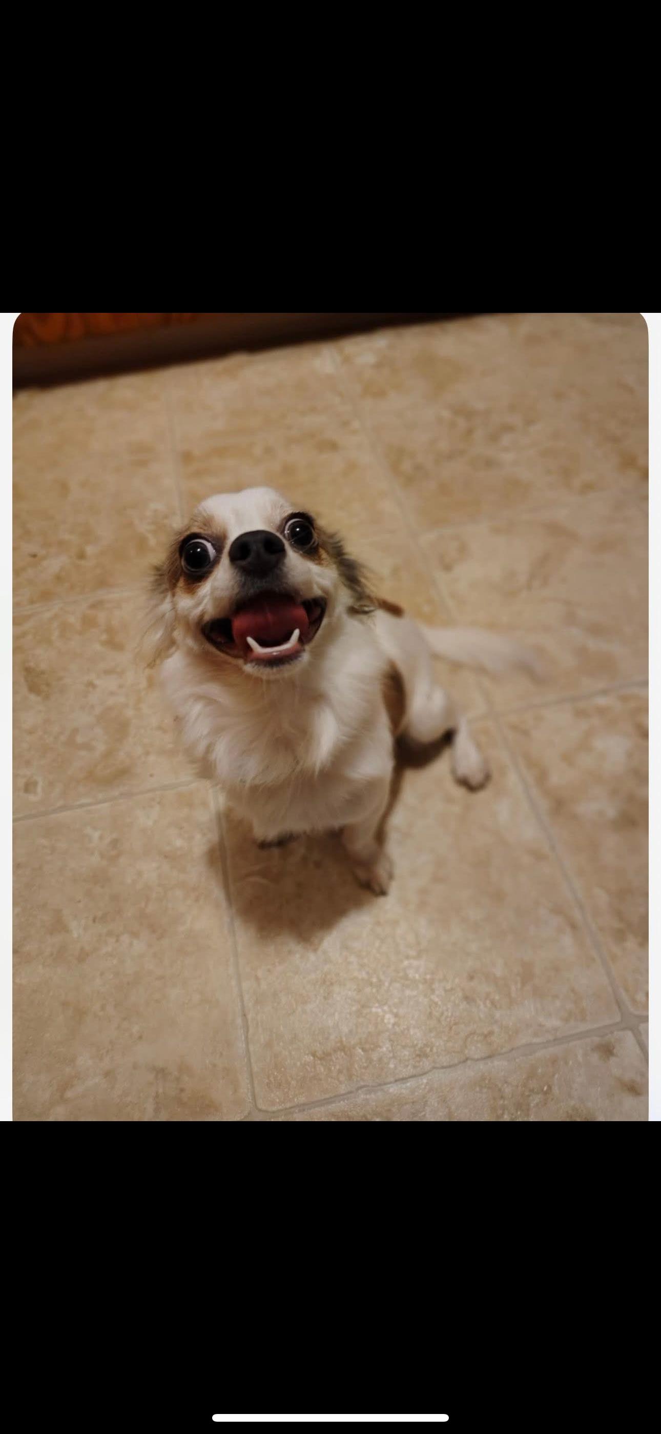 Enlarge Flash, an adopted Chihuahua in Covington, TN image 1/3