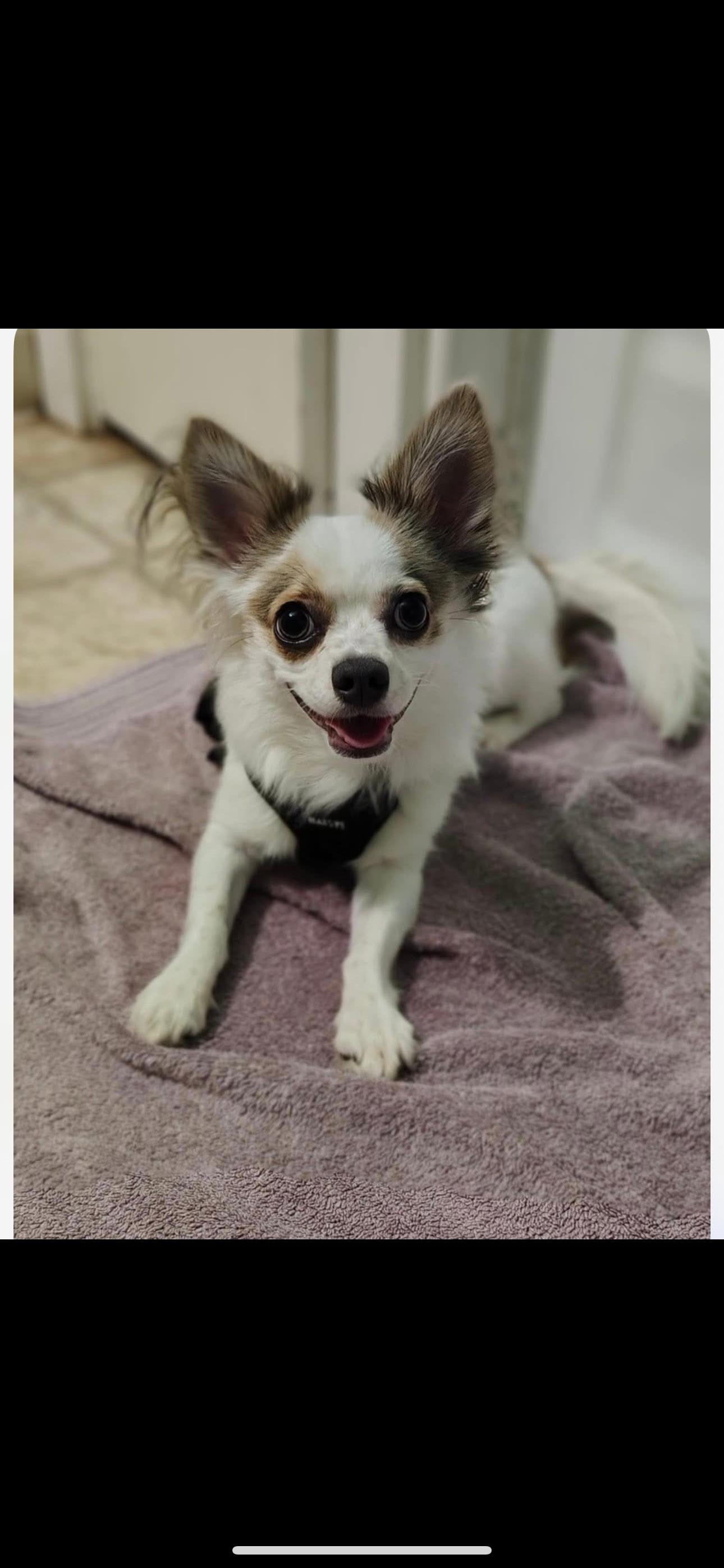 Enlarge Flash, an adopted Chihuahua in Covington, TN image 2/3