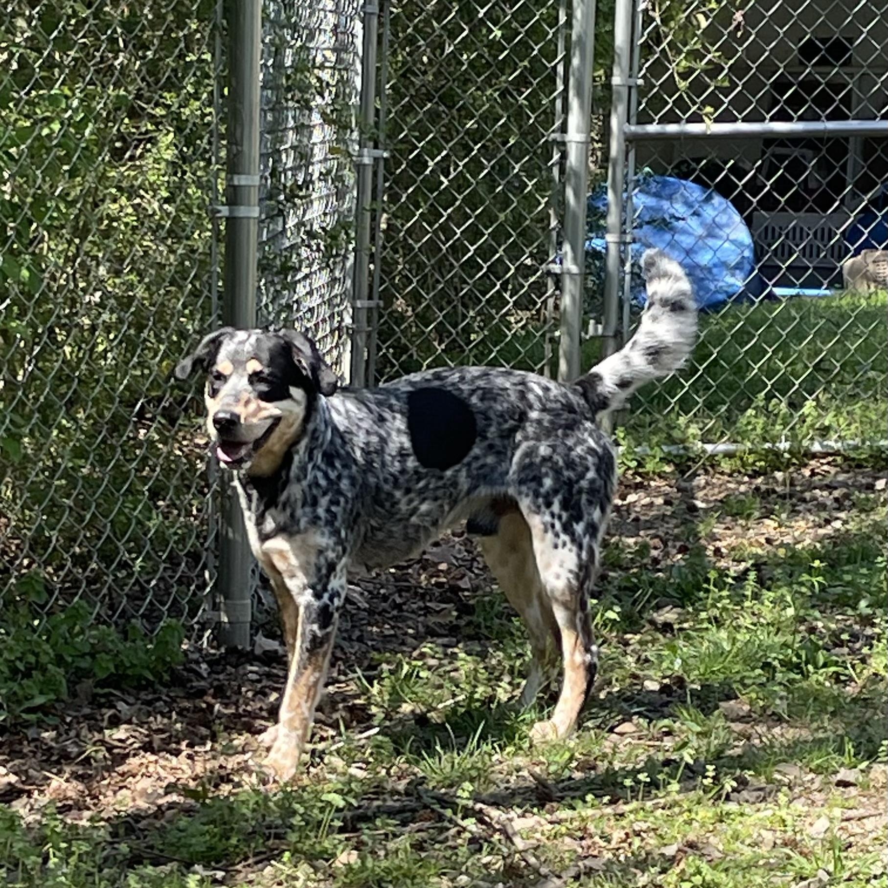 Enlarge Tucker, a Adopted mixed breed in Heber Springs, AR image 2/4