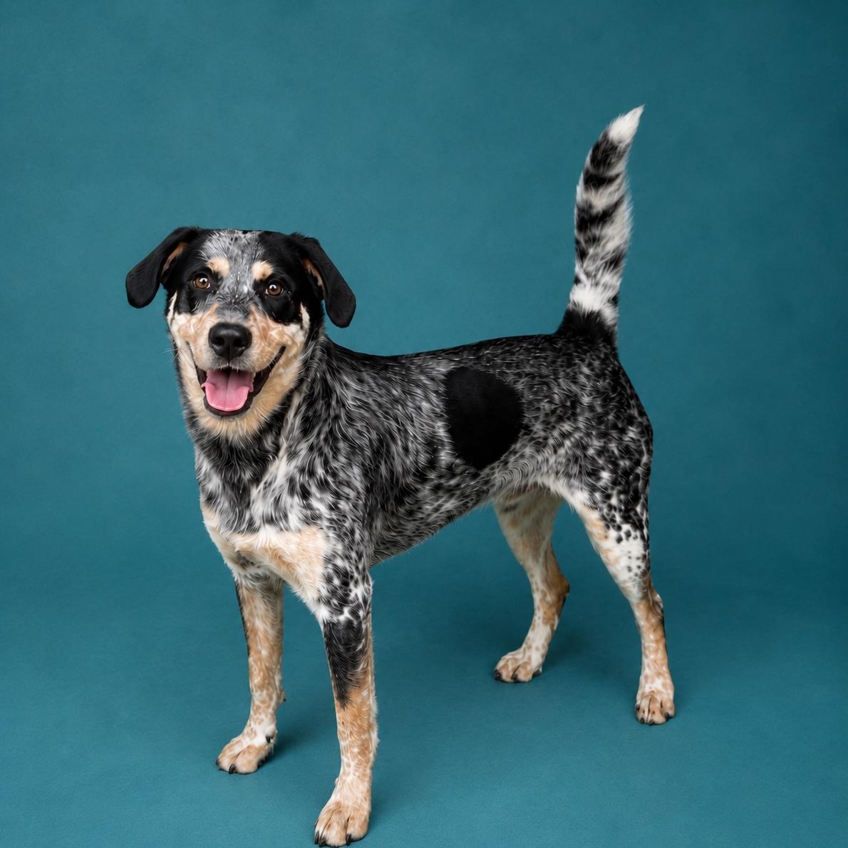 Enlarge Tucker, a Adopted mixed breed in Heber Springs, AR image 1/4