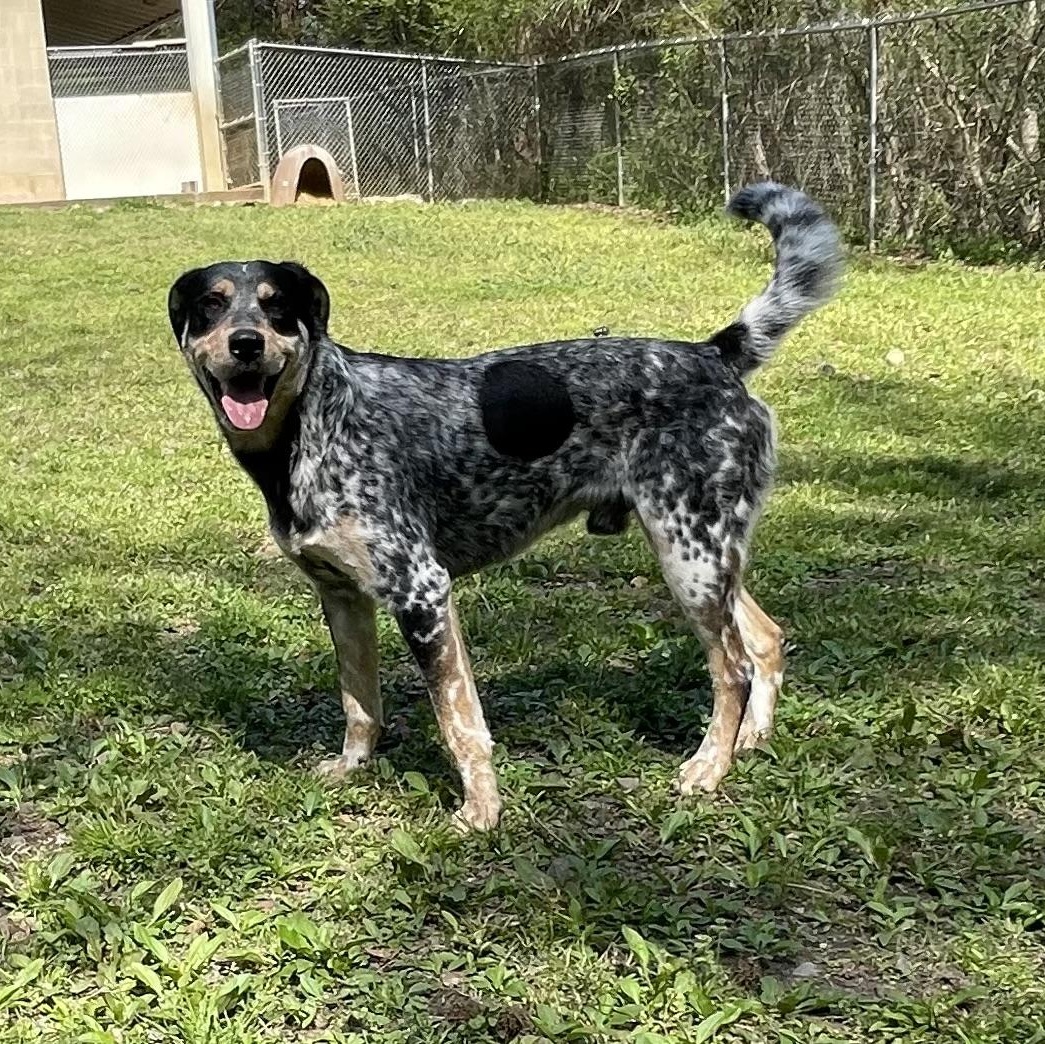 Enlarge Tucker, a Adopted mixed breed in Heber Springs, AR image 4/4