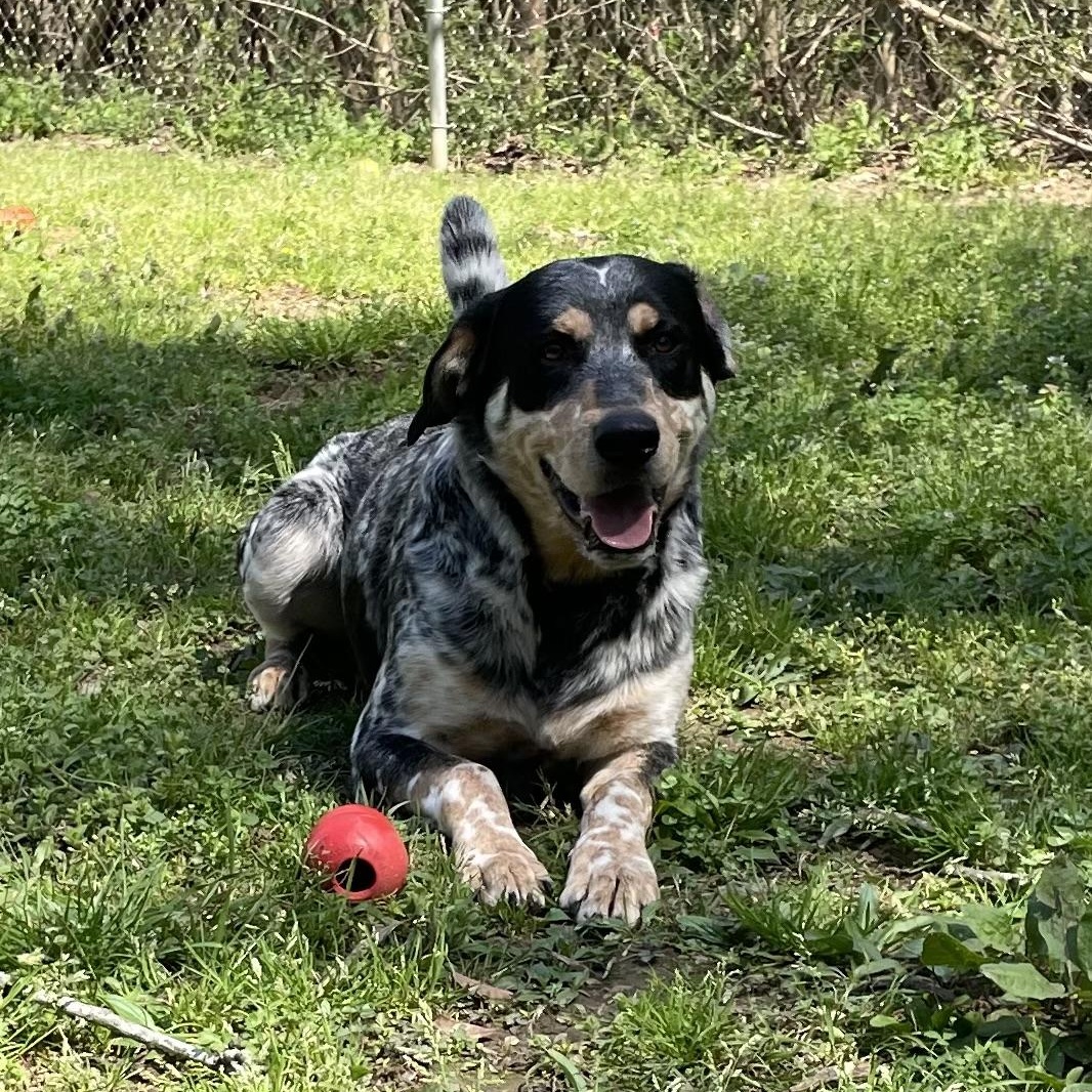 Enlarge Tucker, a Adopted mixed breed in Heber Springs, AR image 3/4