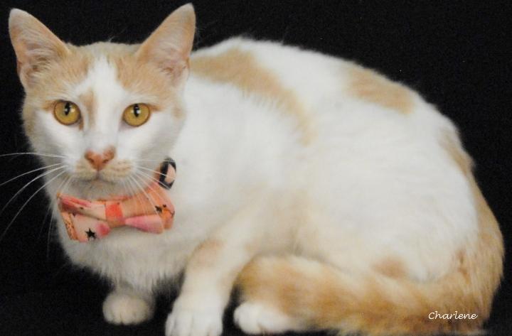 Sweetie, Adoptable, Adult Female Domestic Short Hair.