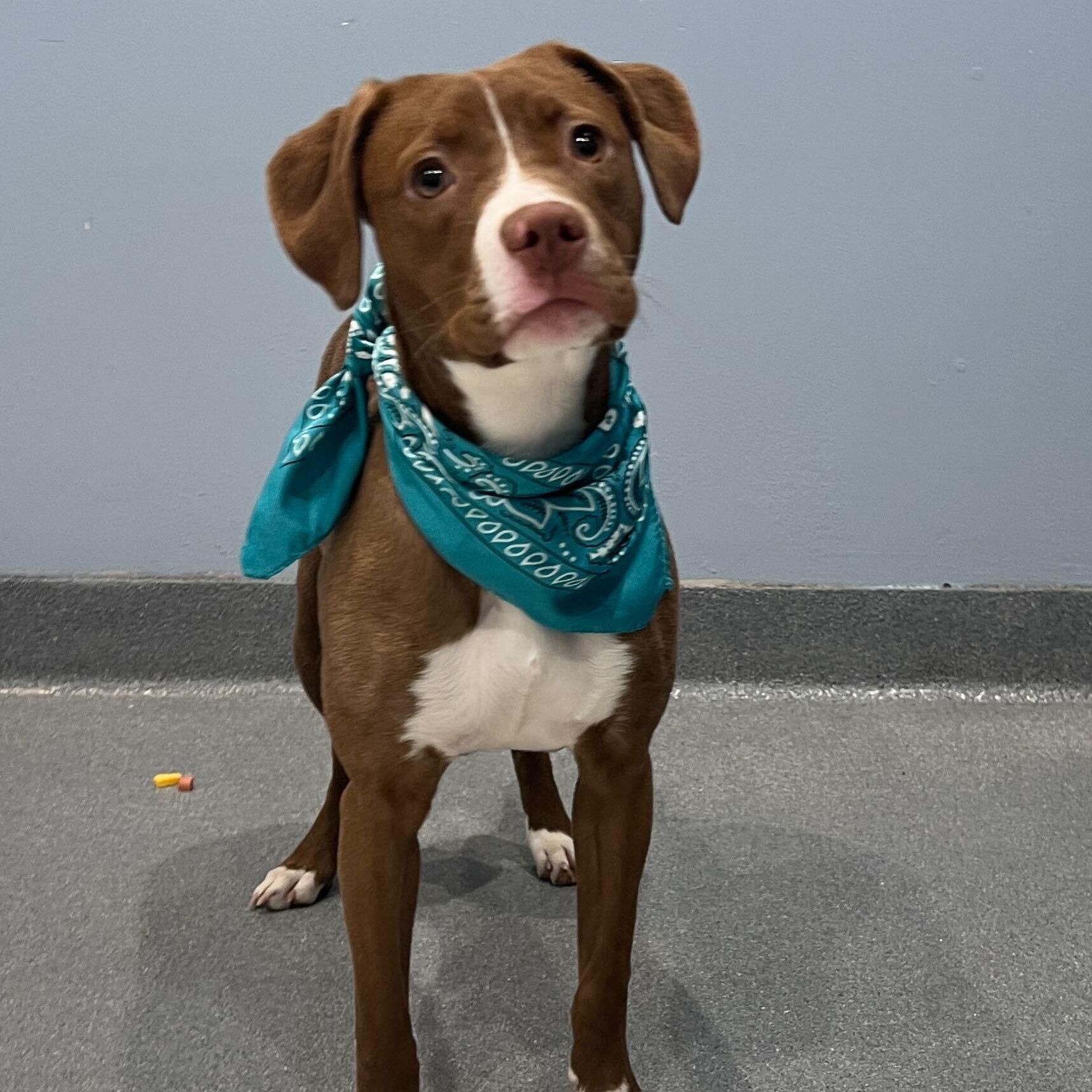 Erica, a ADOPTABLE Mixed Breed in Canal Winchester, OH image 3/4