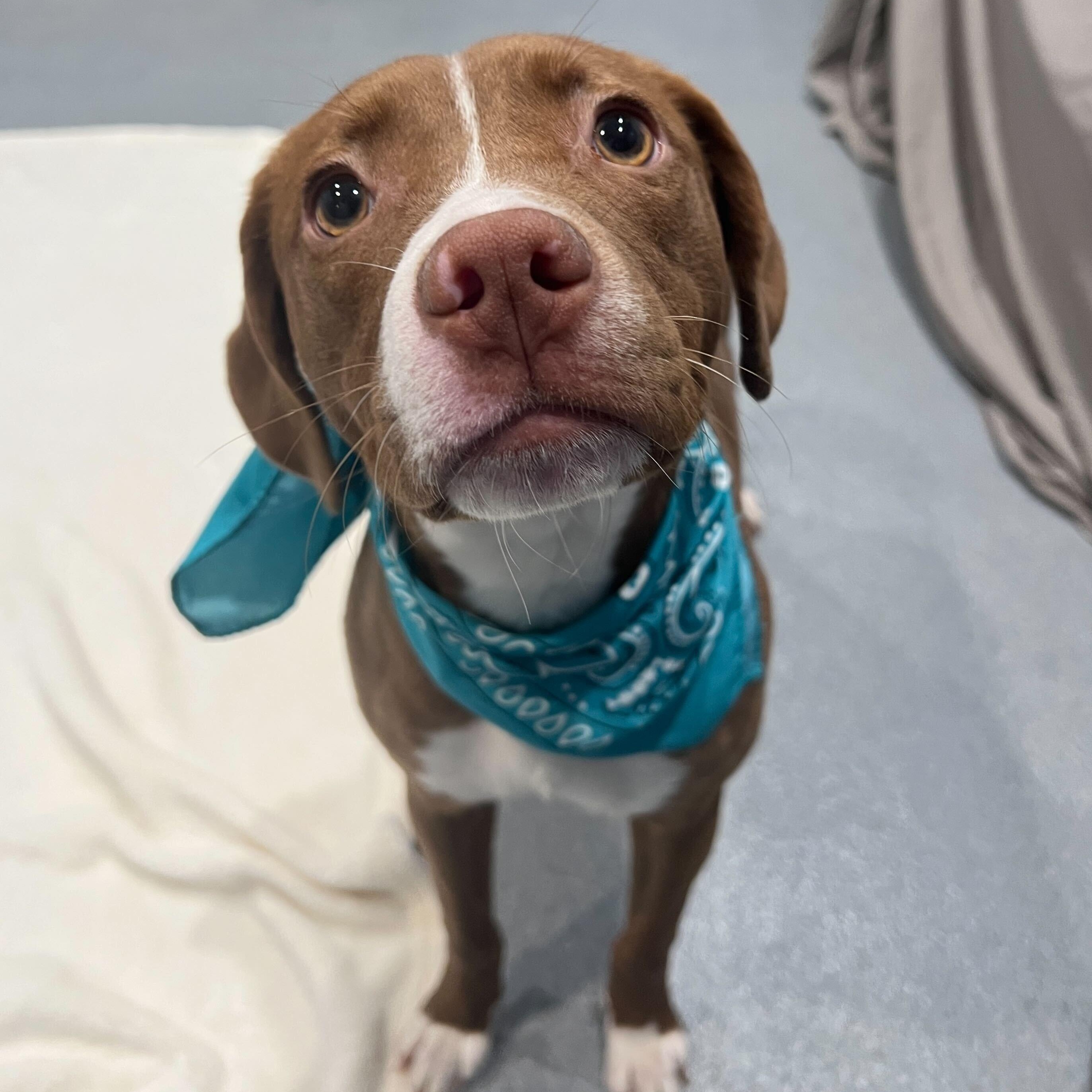 Erica, a ADOPTABLE Mixed Breed in Canal Winchester, OH image 2/4