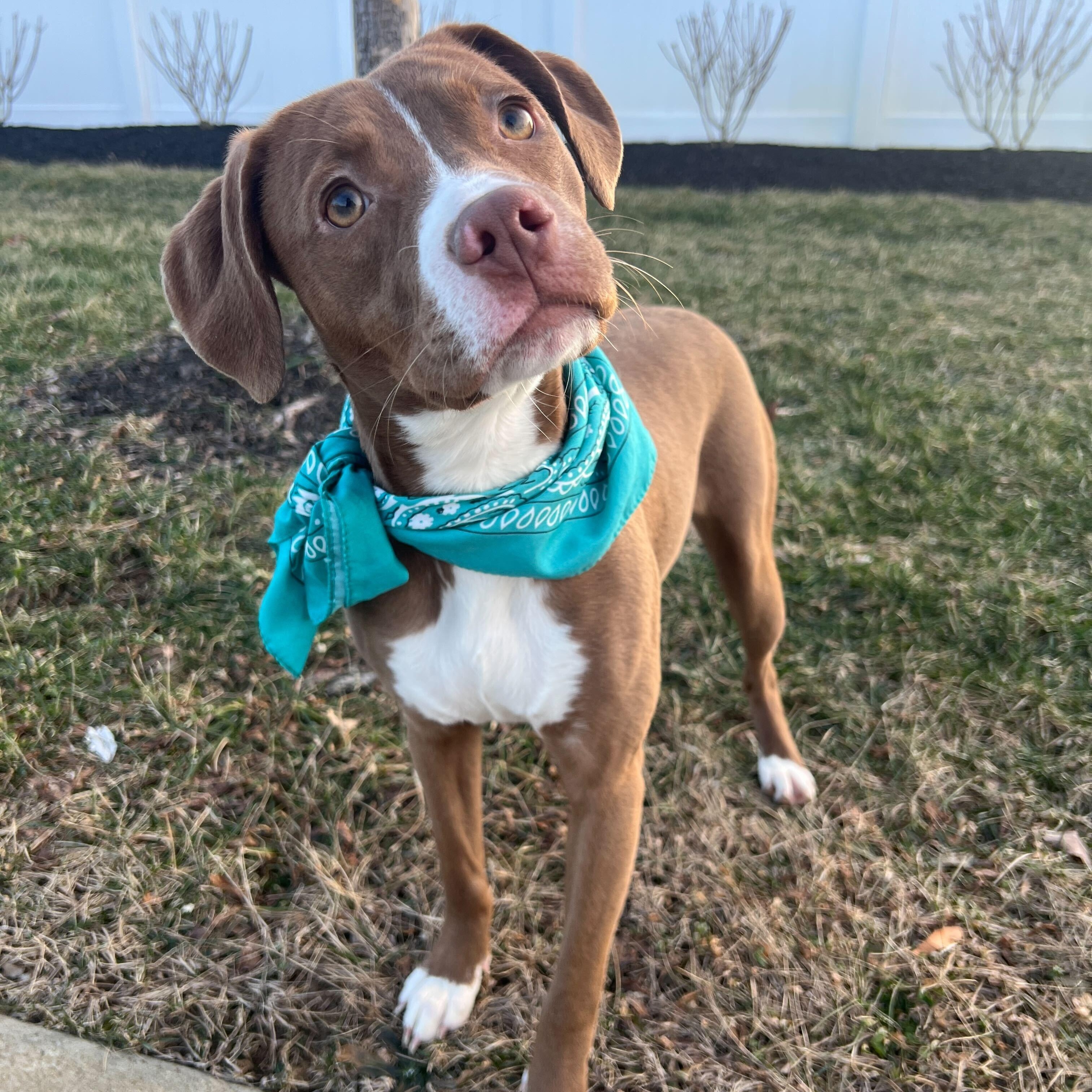 Erica, a ADOPTABLE Mixed Breed in Canal Winchester, OH image 1/4