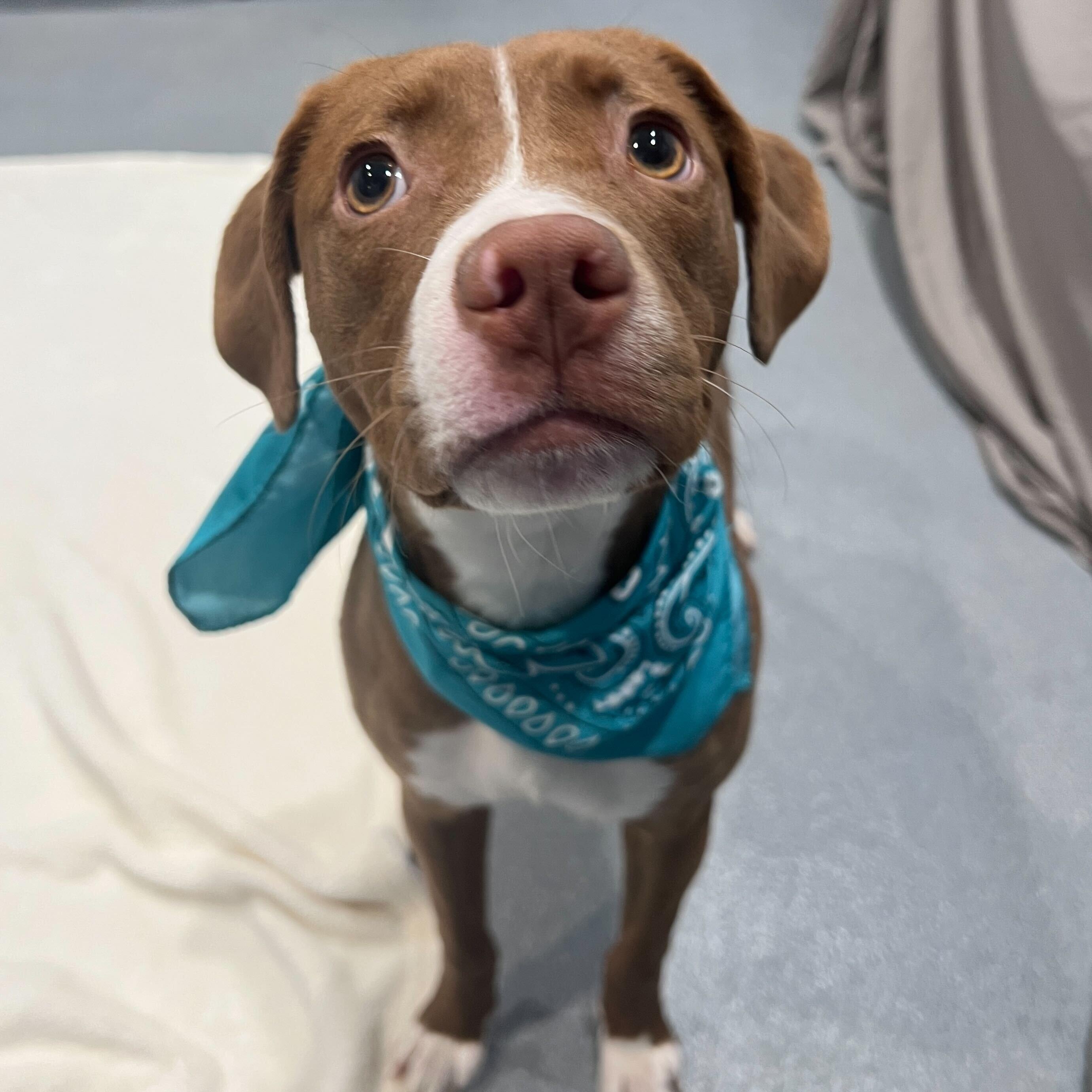 Erica, a ADOPTABLE Mixed Breed in Canal Winchester, OH image 4/4