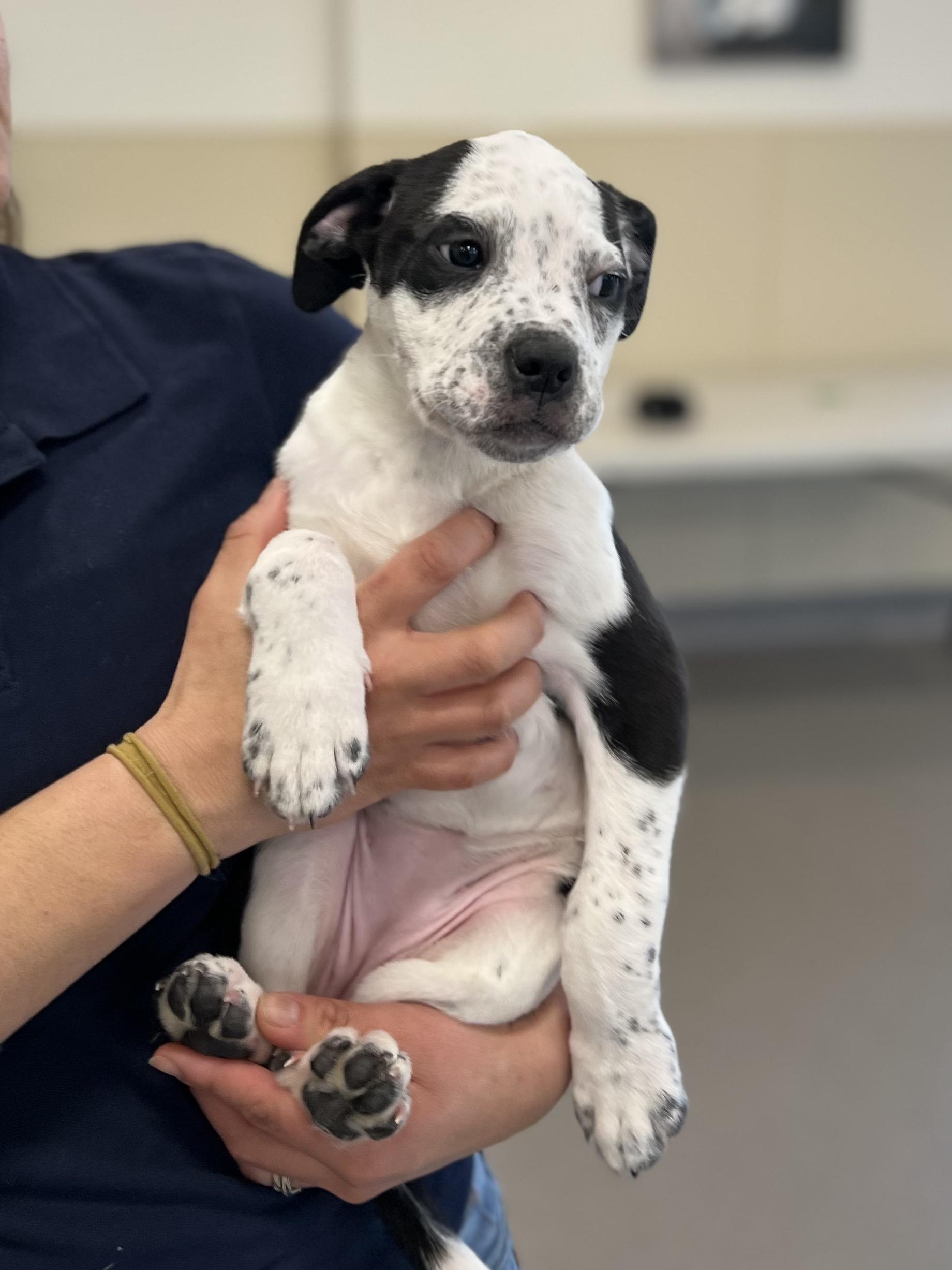 Enlarge Suzie, a Adoptable mixed breed in New Rochelle, NY image 6/6