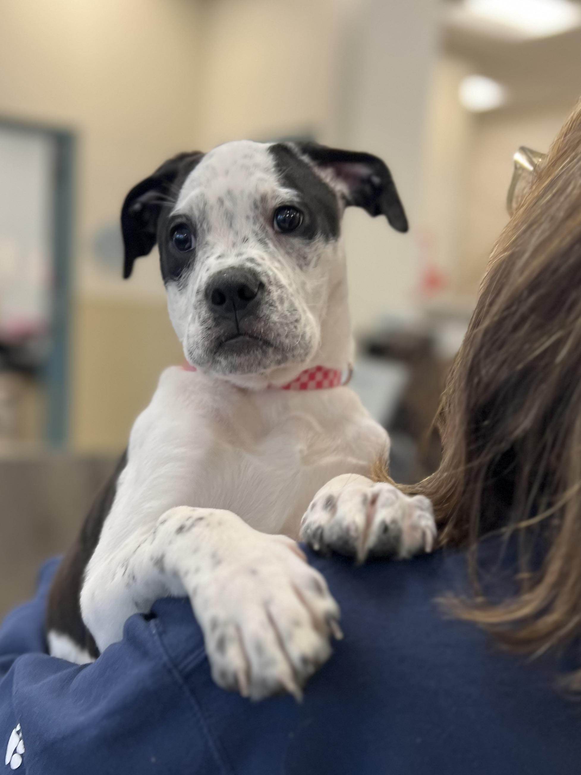 Enlarge Suzie, a Adoptable mixed breed in New Rochelle, NY image 1/6