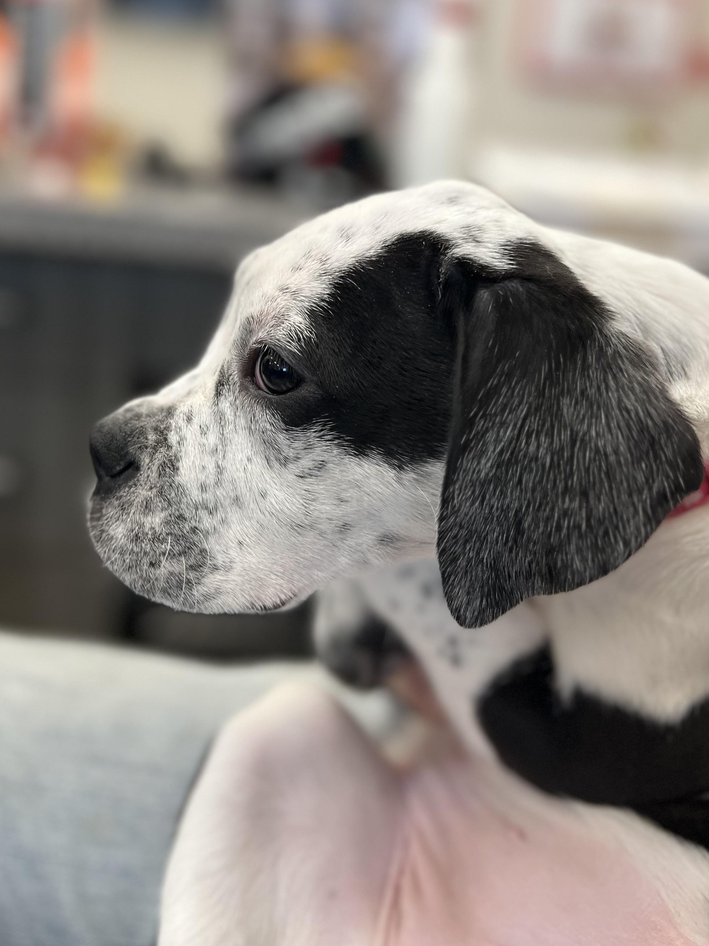 Enlarge Suzie, a Adoptable mixed breed in New Rochelle, NY image 3/6