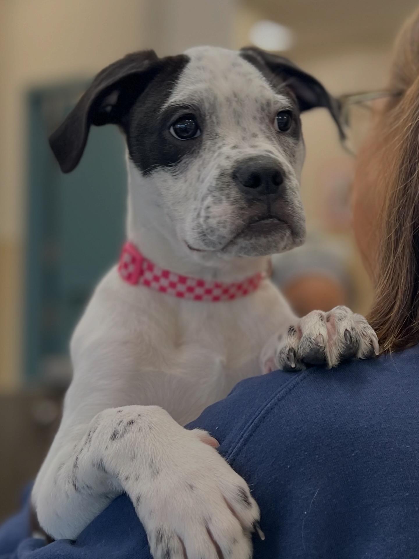 Enlarge Suzie, a Adoptable mixed breed in New Rochelle, NY image 4/6