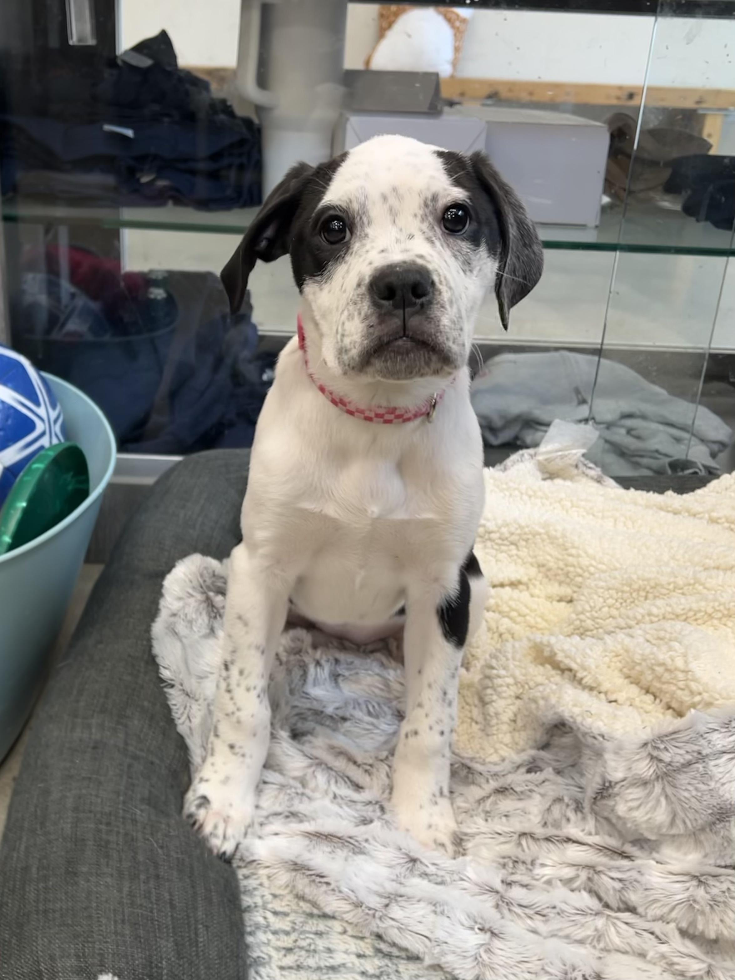 Enlarge Suzie, a Adoptable mixed breed in New Rochelle, NY image 5/6