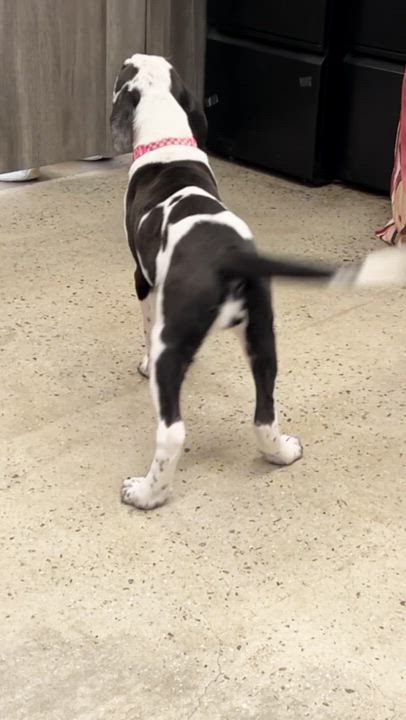 Enlarge Suzie, a Adoptable mixed breed in New Rochelle, NY video 2/6