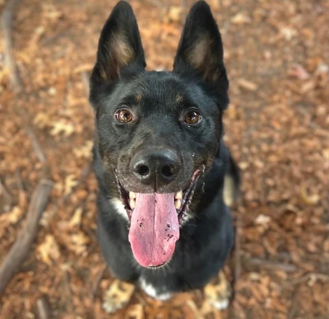 Enlarge COCO, a Adoptable mixed breed in Santa Rosa, CA image 1/1